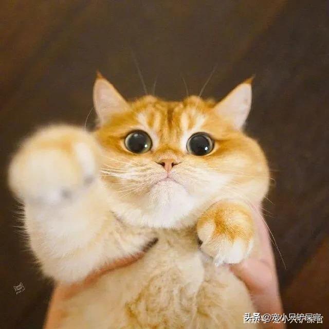 猫用咳喘宁副作用:猫咪咳嗽怎么办？猫咪咳嗽的解决办法？