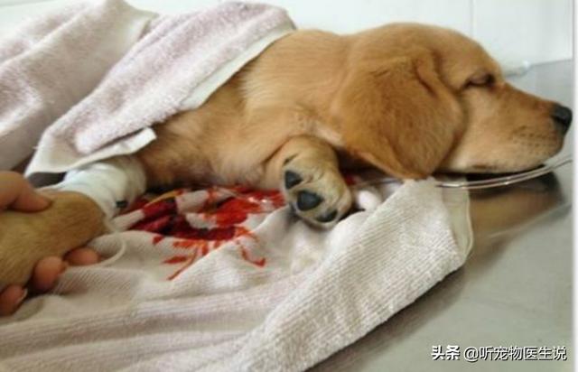 如何治疗仔犬低血糖症:犬低血糖症状怎么治疗 宠物狗得了低血糖有什么症状？