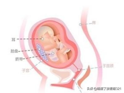 胎儿的发育过程:人体胚胎发育过程是什么样子的？