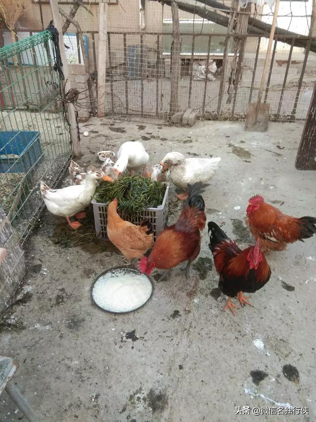 脑脊髓炎:脑脊髓炎怎么治疗 小鸡头只会且一直扭朝一个方向，什么病？
