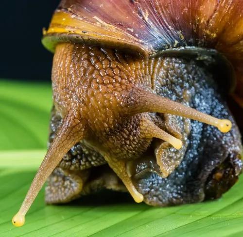 非洲大蜗牛爱吃什么:蜗牛爱吃什么爱喝什么 非洲大蜗牛入侵我国，有何怕之处？为什么吃货也不敢吃？