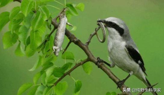 男子将狗吊树上虐杀:动物界存在（除人类外）“虐杀”现象吗？为什么？