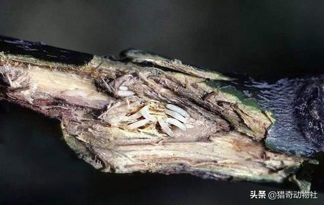 知了吃什么树汁:有谁见过成虫蝉把口器插入树木中吸食树木汁液的？
