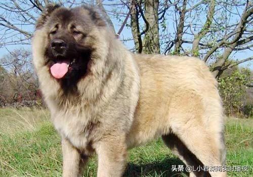世界最凶名犬介绍图:世界最凶名犬排名前10 排名前100最忠诚最凶猛最护主的狗是那些？