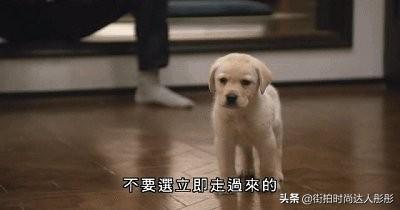 关于狗的电影感人:除了《忠犬八公》，大家还看过其他的让你感动到哭的狗狗电影吗？