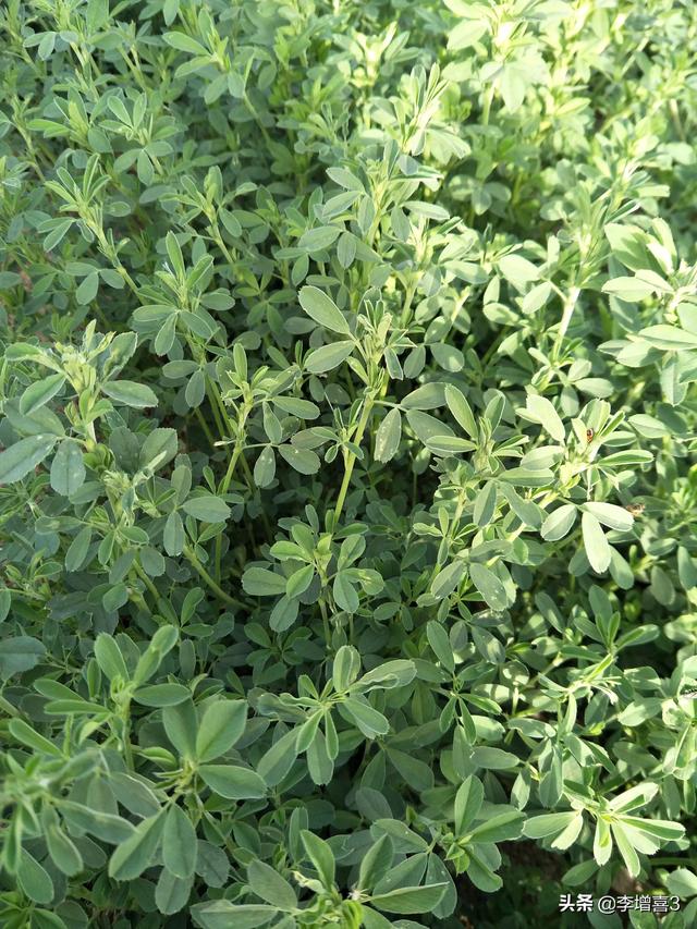 头条问答 你小时候吃过哪些野菜 229个回答