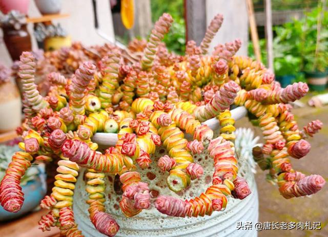 茜之塔开花后怎样处理:多肉植物钱串和茜之塔开花怎么处理？