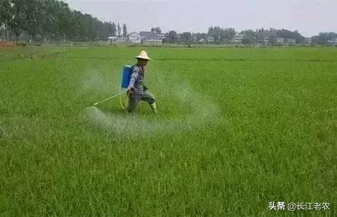 秋田蕗种植条件:收完红薯的地，目前再种小麦晚不晚？