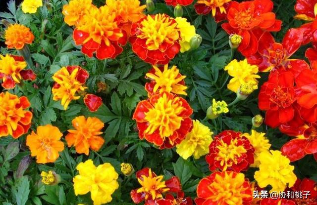 头条问答 万寿菊怎么养护 协和桃子的回答 0赞