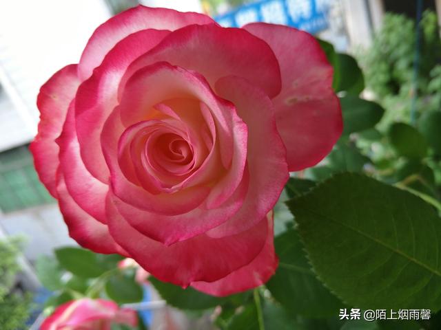 最香的几款月季品种是什么？插图41