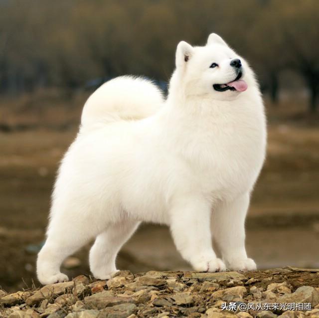 白色的威尔斯科基犬:威尔斯柯基犬品相 这只三色柯基如何？价位是多少？