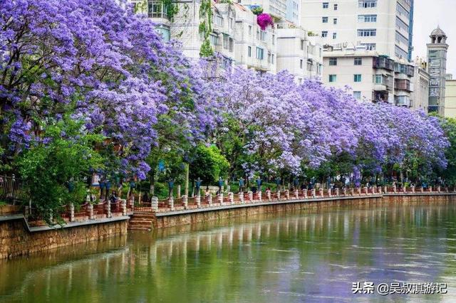 2020年5月份蓝花楹报价多少:昆明蓝花楹出自什么地方？