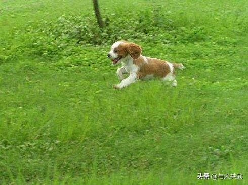 不爽狗:遛狗对狗狗有什么好处？第一次遛狗需要注意哪些事项呢？