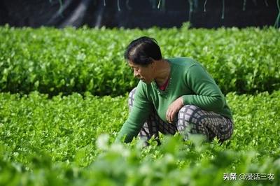 软腐病:软腐病用什么杀菌剂 芹菜栽培，什么原因会引发软腐病，如何识别和防治芹菜软腐病？