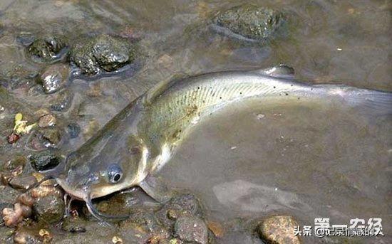 图说斑点叉尾鮰疾病防治:养殖草鱼烂尾，是什么原因？用什么防治方法呢？