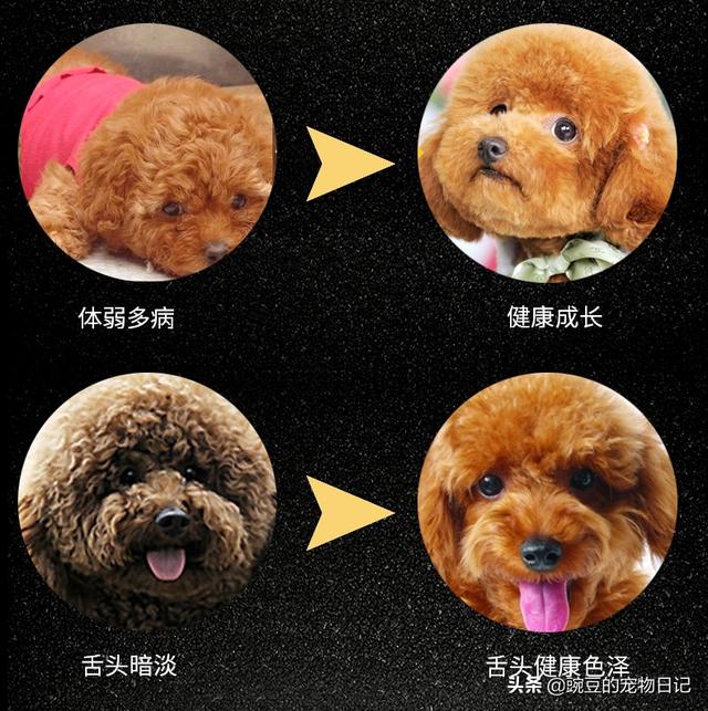 狗狗配种后怎么不吃饭:泰迪犬怀孕不吃食斤么办？