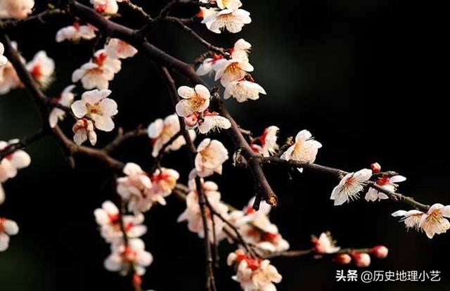 头条问答 梅花象征什么品格 10个回答