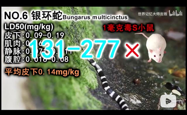 中国最毒的蛇排行榜前十名:世界上最毒的真蛇视频 我国最毒的蛇能在世界毒蛇里面排第几？