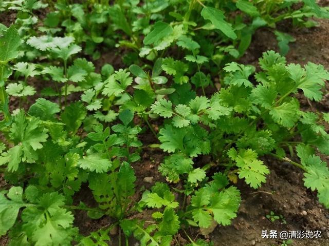 香菜的种植方法(香菜的种植方法和步骤)