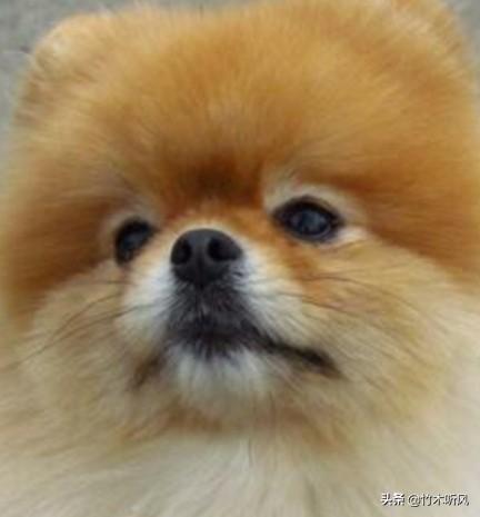 博美狗品种:博美犬和狐狸犬是同一种狗吗？