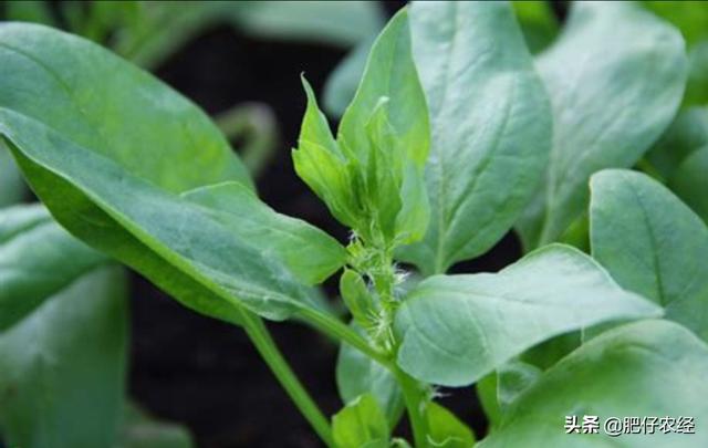 怎样预防菠菜抽苔 肥仔农经的回答 头条问答