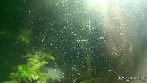 长过白线虫的鱼缸还能再用吗，鱼缸细菌屋上有虫子这对鱼有影响吗