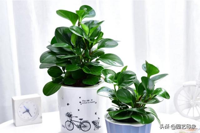 小型观花植物:家里空间小有什么适合养的植物？