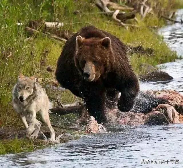 头条问答 熊属于猫科动物还是犬科动物 如果两个都不是 那它和猫科和犬科哪个比较接近 14个回答