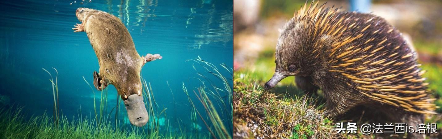 鸭嘴兽灭绝了吗，为什么澳大利亚的动物在其他大洲没有出现比如鸭嘴兽、考拉