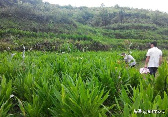 阳荷种植前景怎么样，洋荷姜适宜在四川种植吗，前途靠谱吗市场价大概是多少