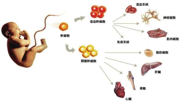 現在克隆技術很發達,克隆的狗狗和之前的是不是一樣?