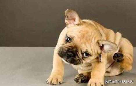 耳螨:狗狗耳螨用什么药最好，狗狗有耳螨用哪种药好？