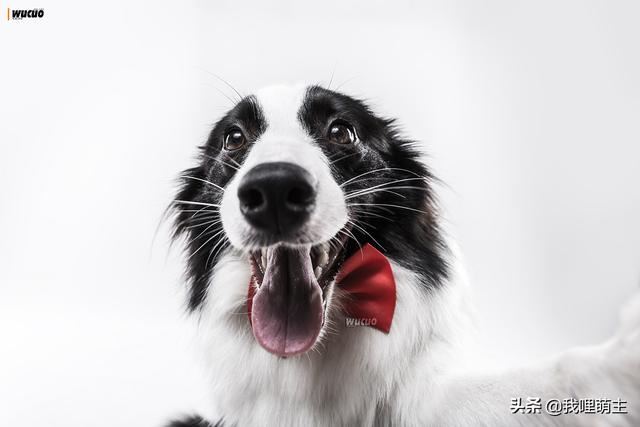边境牧羊犬好不好免费观看视频:如何从品相上选购边境牧羊犬？