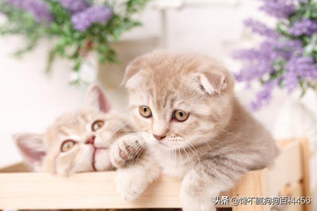 素力高海藻粉对猫咪的作用:哪些猫咪生活不能自理，流浪就无法生存？