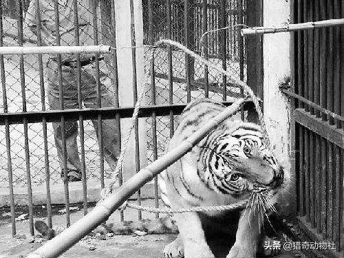 三个月狮头藏獒与老虎打架:土耳其的虎杀狮事件，是不是说明老虎确实比狮子厉害？
