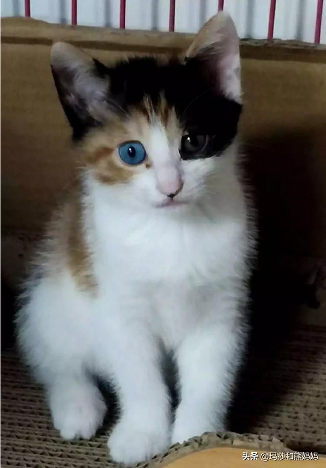 怀孕家里养猫注意事项:因为怀孕我家猫咪还可以养吗？是蓝猫有点不舍？