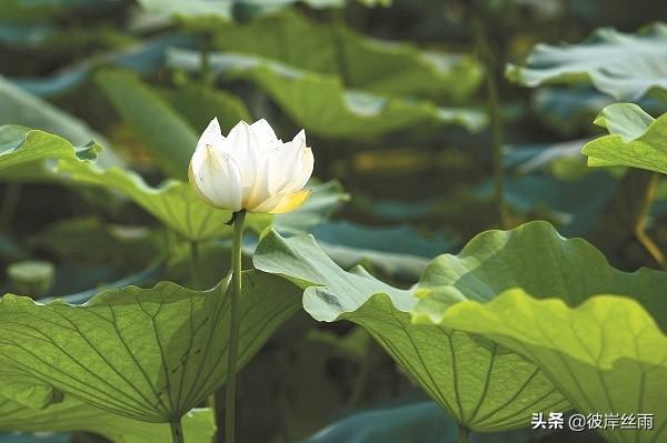 有些人谈吐特别有气质,怎么做到的？