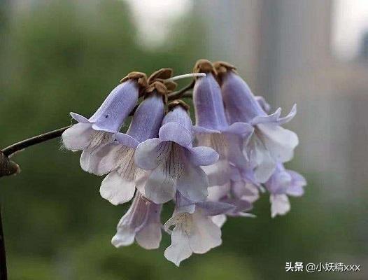 梧桐花的资料:求描写梧桐花的诗句、古文？