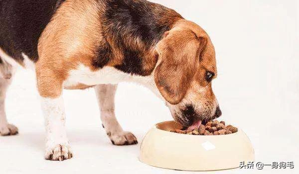 希尔斯狗粮鸡肉味:给狗狗吃自制狗粮的人多吗？需要注意什么？