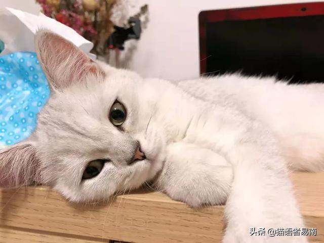 猫传染病:猫瘟是什么原因引起的？能治好吗？