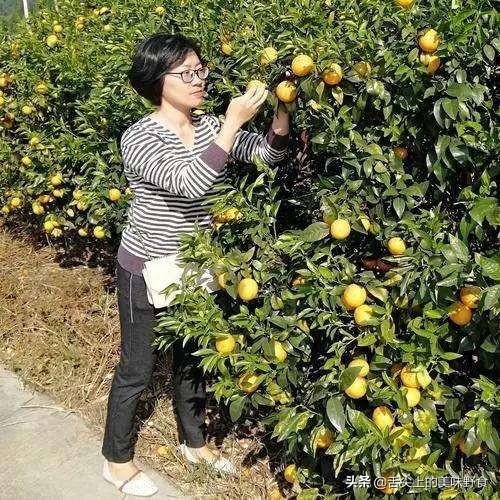 中国现在农业种植如何创新、创业挣钱呢？(目前最有前景的种植业？)