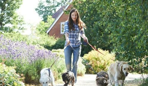 纪录片职业牵犬师视频:萌宠成“精”的视频是真是假，都是怎么拍出来的？ 纪录片职业牵犬师