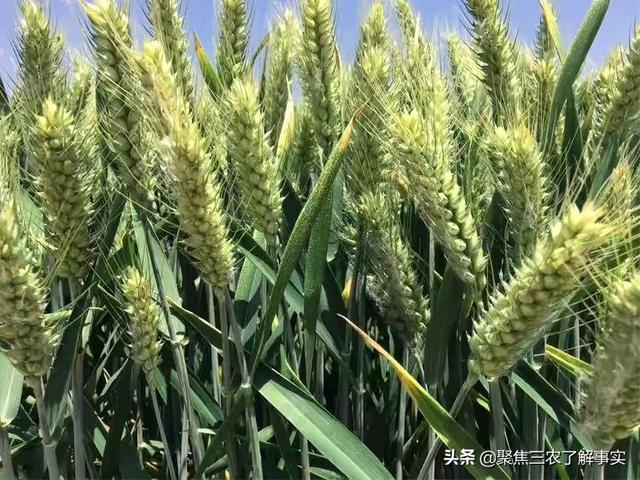 麦奇，江苏最好的齐麦2号小麦品种有哪些哪里有卖