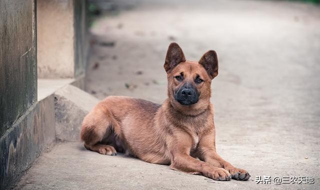 约克夏梗犬好养吗:养刚毛猎狐梗好还是约克夏犬好？ 约克夏梗犬多大可以修毛