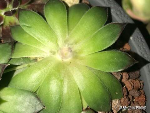 长生草属多肉植物图片:长生草属多肉 在网上买的多肉摊开了是怎么回事？