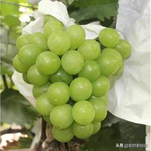 阳光玫瑰葡萄空心是什么原因？
