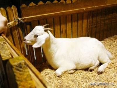 反刍的意思:怎么可以看出羊有没有反刍？