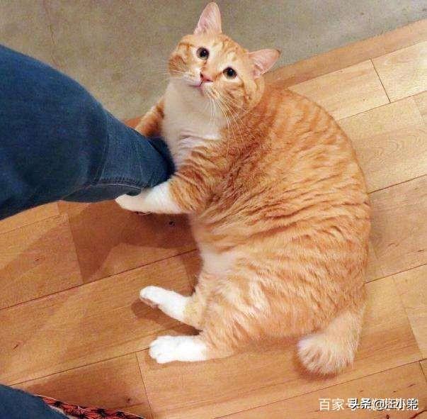 流浪狗和流浪猫:为什么只有收养流浪狗的，却没有收养流浪猫的？