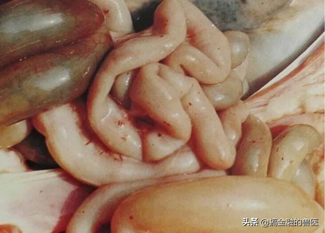 动物疫情测报终端:小猪发热死了去找人解剖说是猪瘟还有心肌炎怎么办？