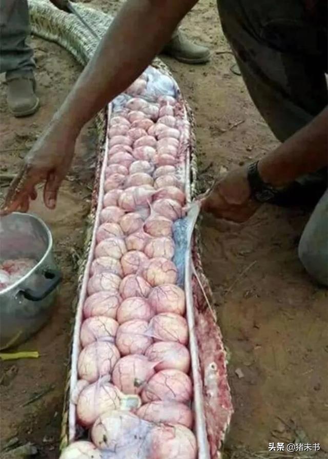 难道蛇蛋不能吃吗?